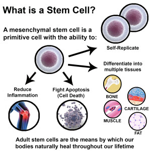 Chart explaining stem cells