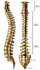 Compression Fracture Image of a Compression Fracture